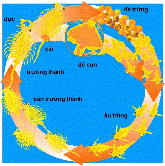 Artemia là gì? Vòng đời, cách nuôi và cho Artemia ăn – BioChain