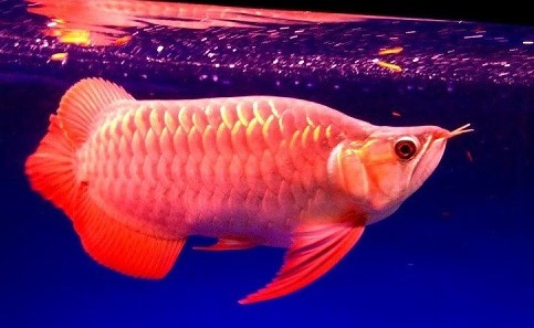 Hướng Dẫn Xử Lý Cá Rồng Bị Sốc Nước - Vi Sinh Cá Cảnh Aquarium Care