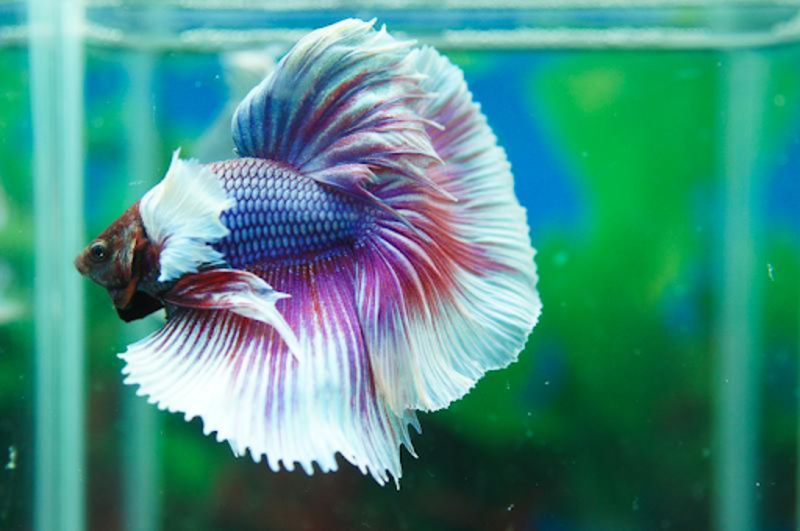 Tổng Hợp Thông Tin Về Cá Betta: Hướng Dẫn Chăn nuôi và chăm sóc