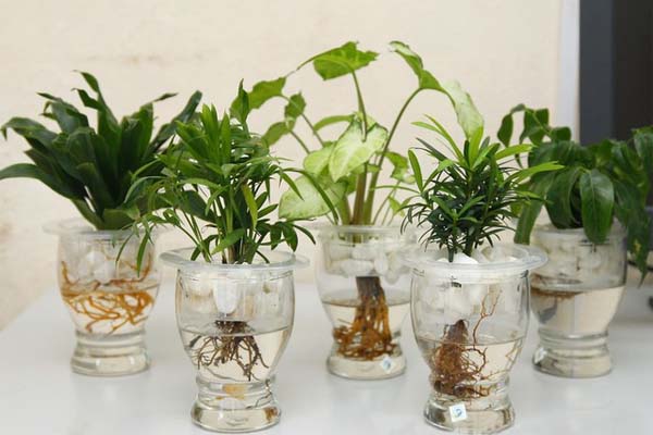 Cách trồng cây thủy sinh đơn giản để tạo không gian cây xanh cho ngôi nhà  của bạn