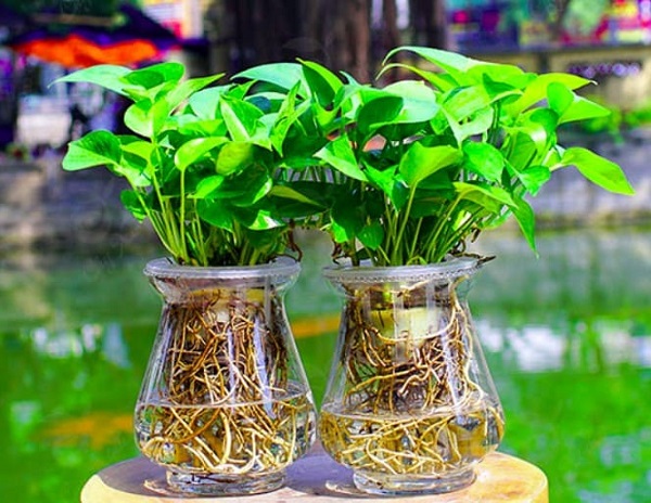 Các cách trồng và chăm sóc cây thủy sinh để bàn đẹp mắt - SMART GARDEN