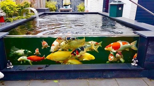 Cách nuôi cá Koi trong hồ kiếng cho người mới bắt đầu chơi - Minh Xuân Koi  Farm