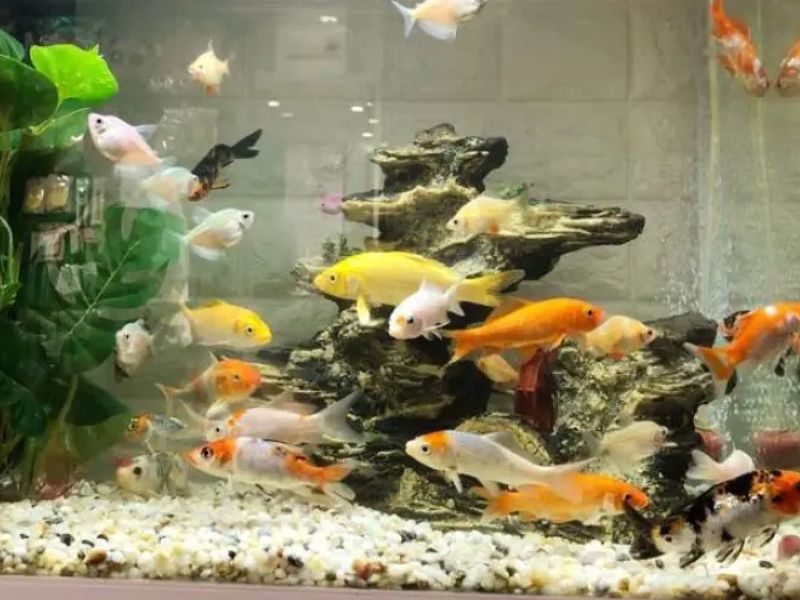 Cách Nuôi Cá Koi Trong Bể Kính Cực Chuẩn - Bắt Đầu Ngay