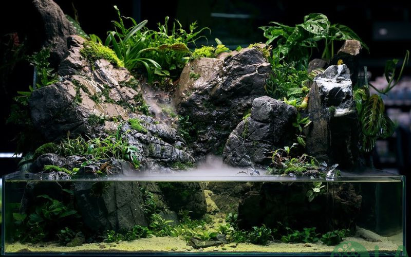 Hồ bán cạn Paludarium & Những điều bạn cần biết