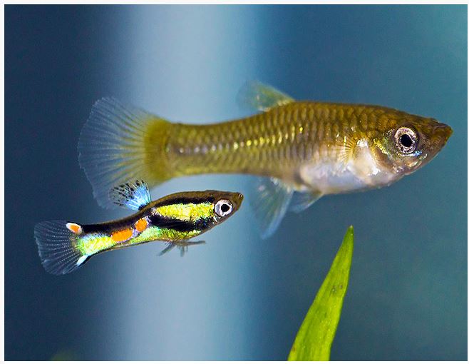 Cá bảy màu đẻ con hay trứng? - GUPPY CITY - Cá Bảy Màu Hà Nội