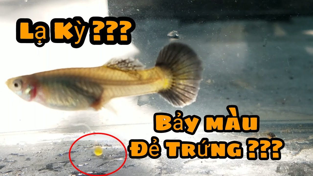 Chuyện lạ cá bảy màu đẻ trứng ?? Cận cảnh cá bảy màu đẻ | Guppy cu chi | Cu chi tv