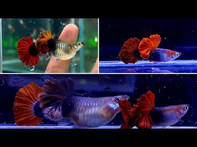 Lai Tạo Và Cải Thiện Bộ Gen Của Dòng HB Red Rose | Chia Sẻ Kinh Nghiệm Nuôi Cá Bảy Màu | Dat Guppy - YouTube