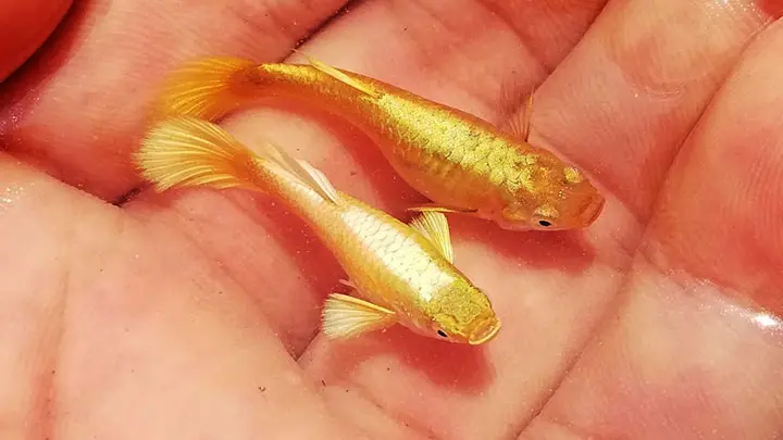 6+ Loại Cá Bảy Màu Koi Hot Nhất Hiện Nay | Địa Chỉ Bán