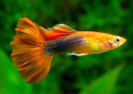 Cách Trị Nấm Hiệu Quả Cho Cá 7 Màu - Vi Sinh Cá Cảnh Aquarium Care