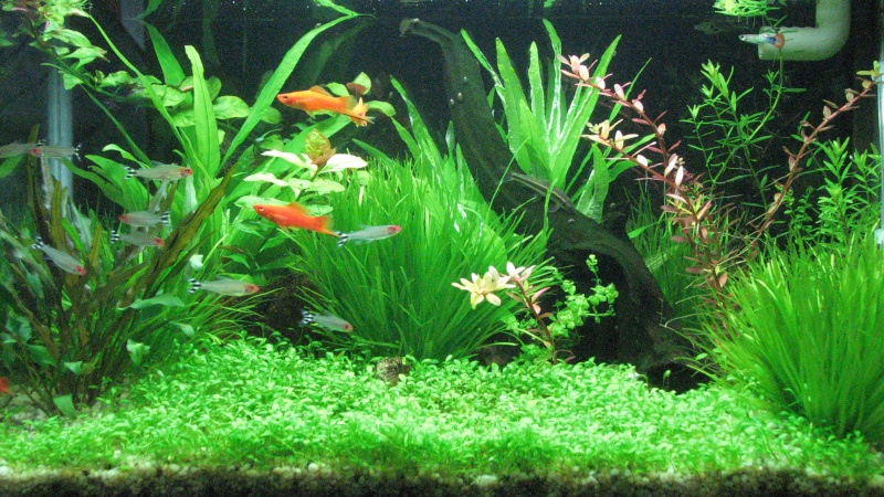 Thời Gian Cá 7 Màu Nhịn Ăn Được Bao Lâu? Cần Chuẩn Bị Gì