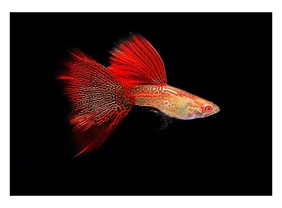 Cá 7 màu rồng – guppy mosaic – SAIGON THU CUNG