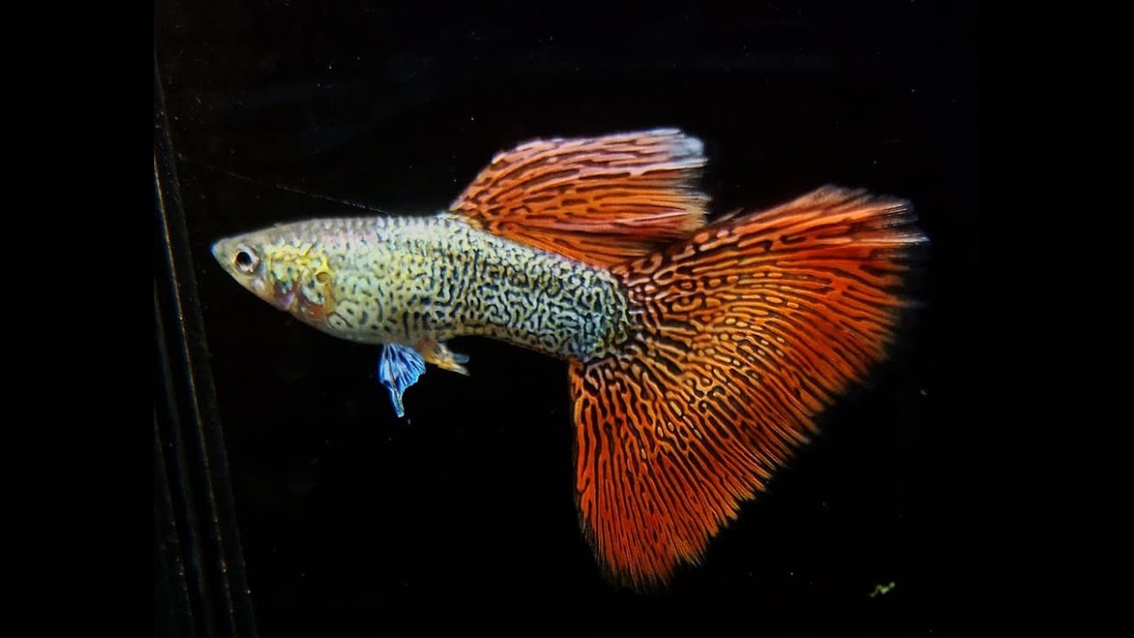 Siêu phẩm cá 7 màu đến từ Thái Lan : Metal red lace guppy - YouTube