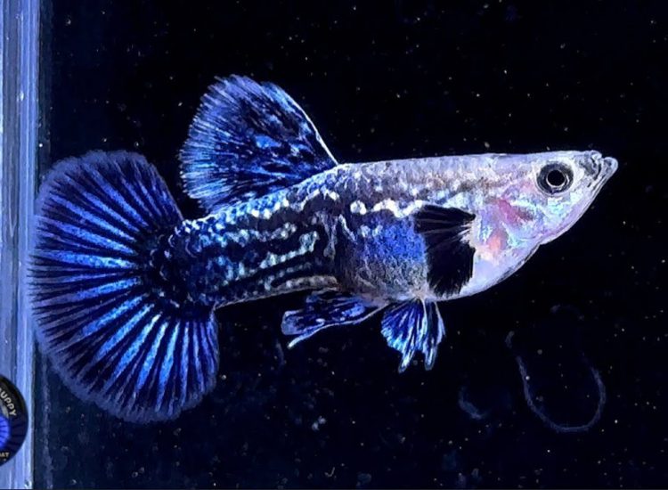 CÁ 7 MÀU GUPPY & GREEN FARM - Cá 7 Màu Rồng Tím Trống - Cá Cảnh Hóc Môn