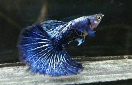 Cá Bảy Màu Rồng Tím - Vi Sinh Cá Cảnh Aquarium Care