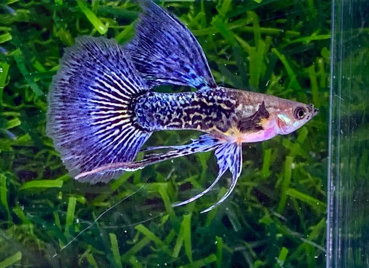 Cá Bảy Màu Rồng Xanh - Vi Sinh Cá Cảnh Aquarium Care