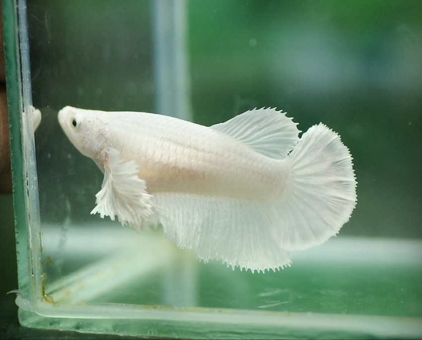Bệnh Xù Vảy Cá Betta Nguyên Nhân, Triệu Chứng Và Cách Điều Trị - Vi Sinh Cá  Cảnh Aquarium Care