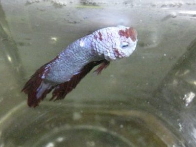 Cách Chữa Bệnh Và Phòng Bệnh Xù Mang Cá Betta , Xù Vây Cá Betta - Betta  Sales