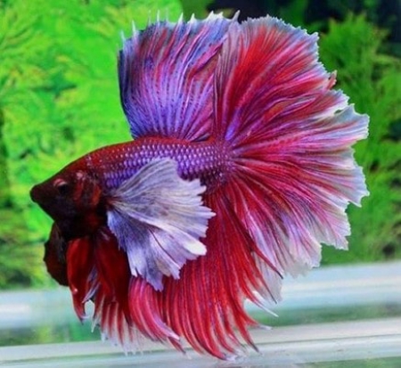 Cá Betta Dumbo - Vi Sinh Cá Cảnh Aquarium Care