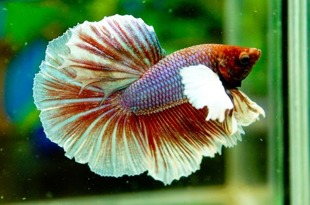 VẺ ĐẸP CÁ BETTA DUMBO (CÁ LIA THIA - CÁ XIÊM) - BÀI VIẾT SỐ 22