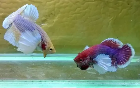 Cá betta dumbo là gì