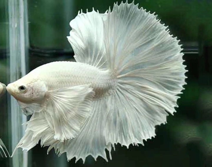 Cá betta Dumbo Halfmoon - Vi Sinh Cá Cảnh Aquarium Care