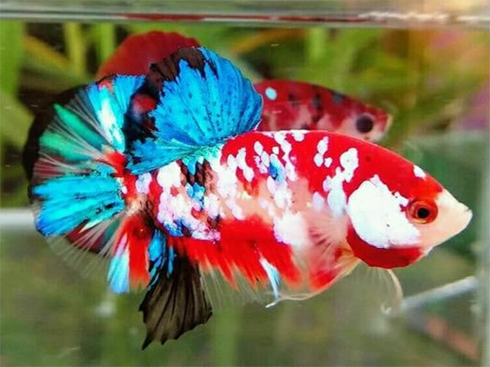 Betta Koi galaxy - Trại Cá Rồng Hoàng Lam