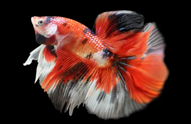 Bán Cá Betta Koi Galaxy Uy Tín, Giá Tốt Tại Sieuthicakoi.vn