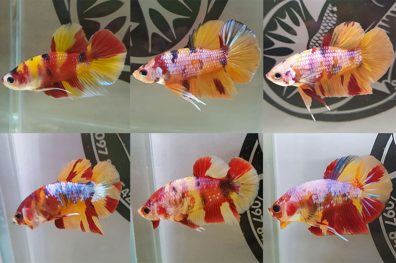 Giới thiệu cá betta nemo galaxy & Tổng hợp những mẫu nemo galaxy đẹp
