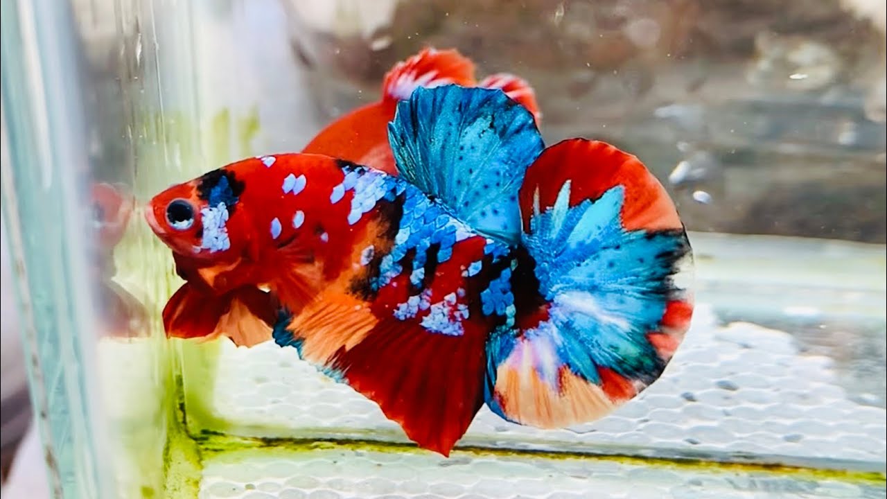 Cá Betta Nemo Galaxy - Vi Sinh Cá Cảnh Aquarium Care