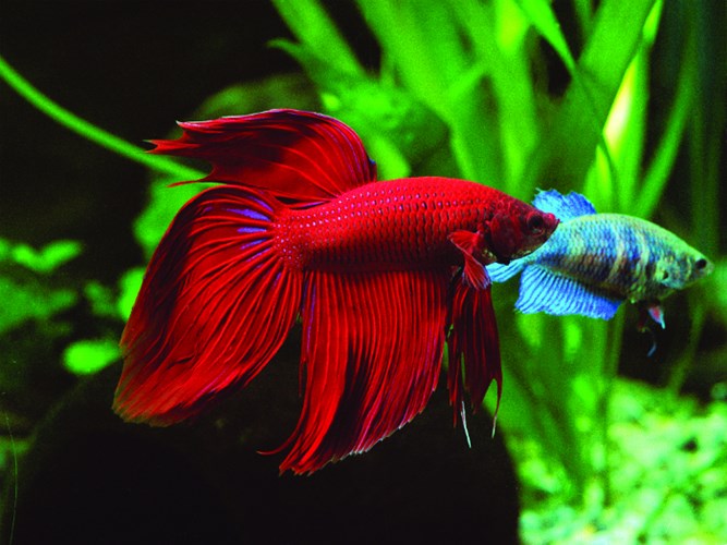Cá Betta rồng giá rẻ bất ngờ quyến rũ dân chơi