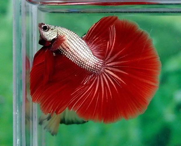 Cá Betta rồng giá rẻ bất ngờ quyến rũ dân chơi