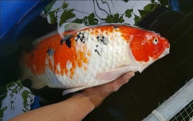 Tại Sao Cá Koi Bị Sốc Nước Và Cách Xử Lý Cá Koi Bị Sốc Nước