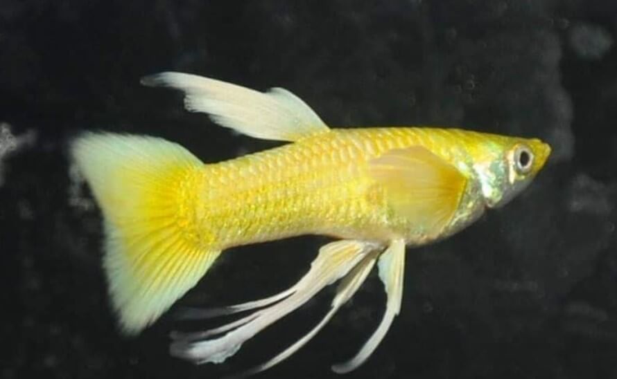 Cá Bảy Màu (Guppy) có bao nhiêu loại, cách nuôi và chăm sóc | Vuathuysinh