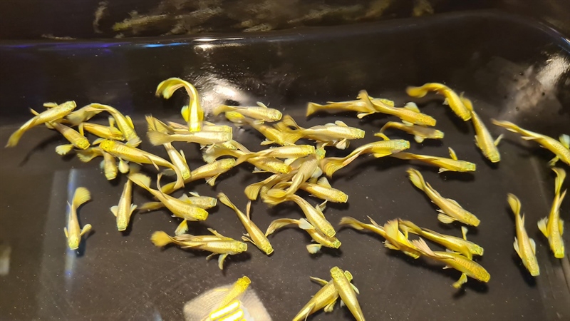 Cá Guppy - Full Gold (Cặp trống mái) | Tiếu Guppy Store
