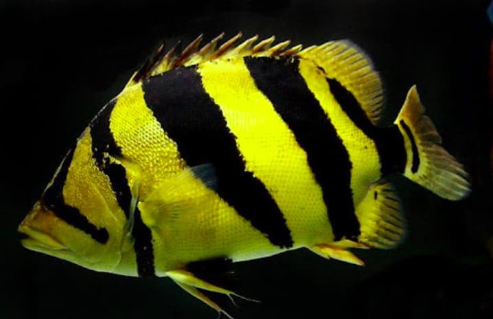 Top những loại cá hổ nổi bật tại thị trường cá cảnh Việt Nam - Vi Sinh Cá  Cảnh Aquarium Care