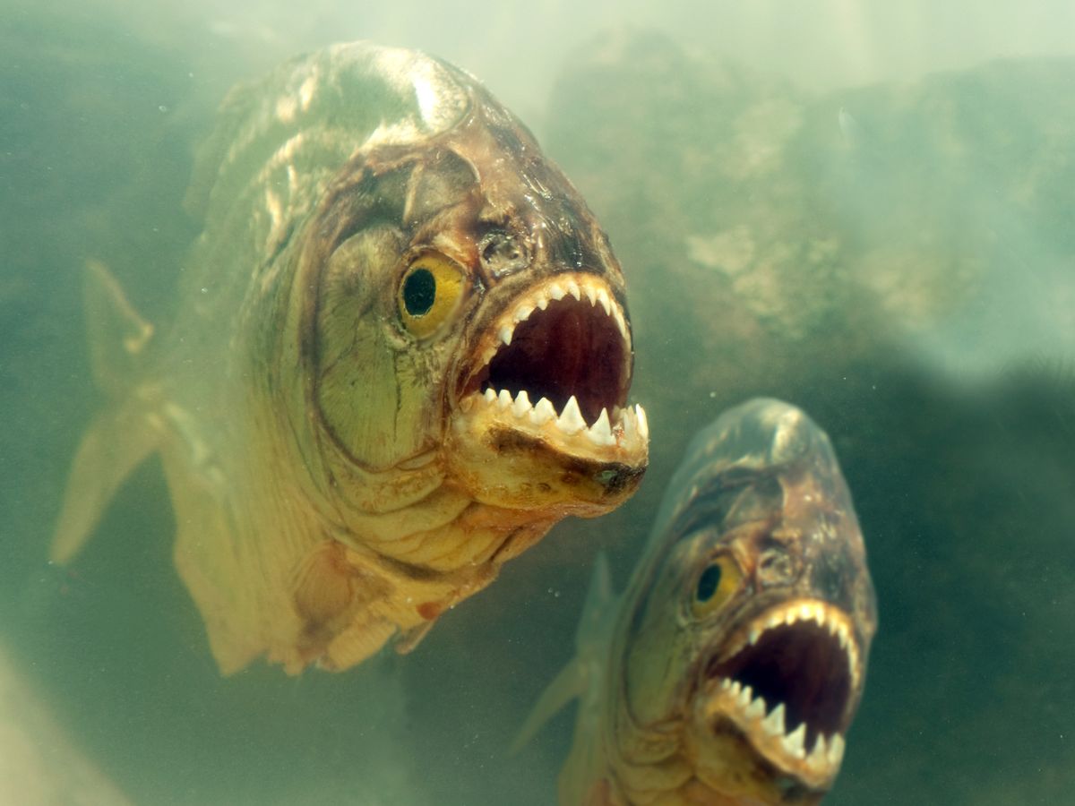 Cá piranha có thực sự nguy hiểm như những lời đồn?