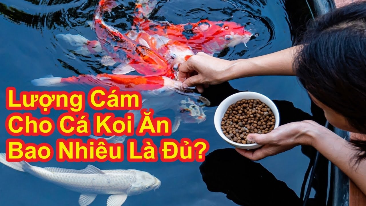 Cho Cá Koi ăn Như Nào Là Hợp Lý ? Lượng Cám Cho Cá Koi Ăn Bao Nhiêu Là Đủ ?  #hocakoi
