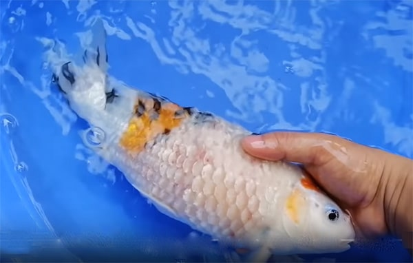 Cá Koi Chết: Nguyên Nhân, Dấu Hiệu Và Cách điều Trị An Toàn Hiệu Quả