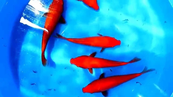 Cá Koi đỏ có đắt không và ý nghĩa phong thủy như thế nào? | KanoKoi