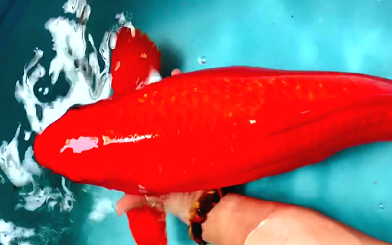 Cá Koi Đỏ Benigoi - Vi Sinh Cá Cảnh Aquarium Care