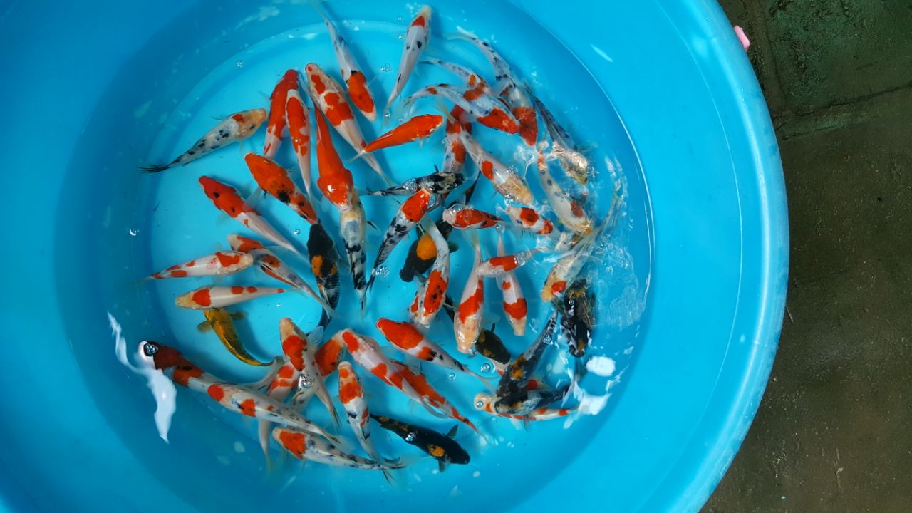 Cá koi F1 mini 10-15cm - Luna Koi Farm