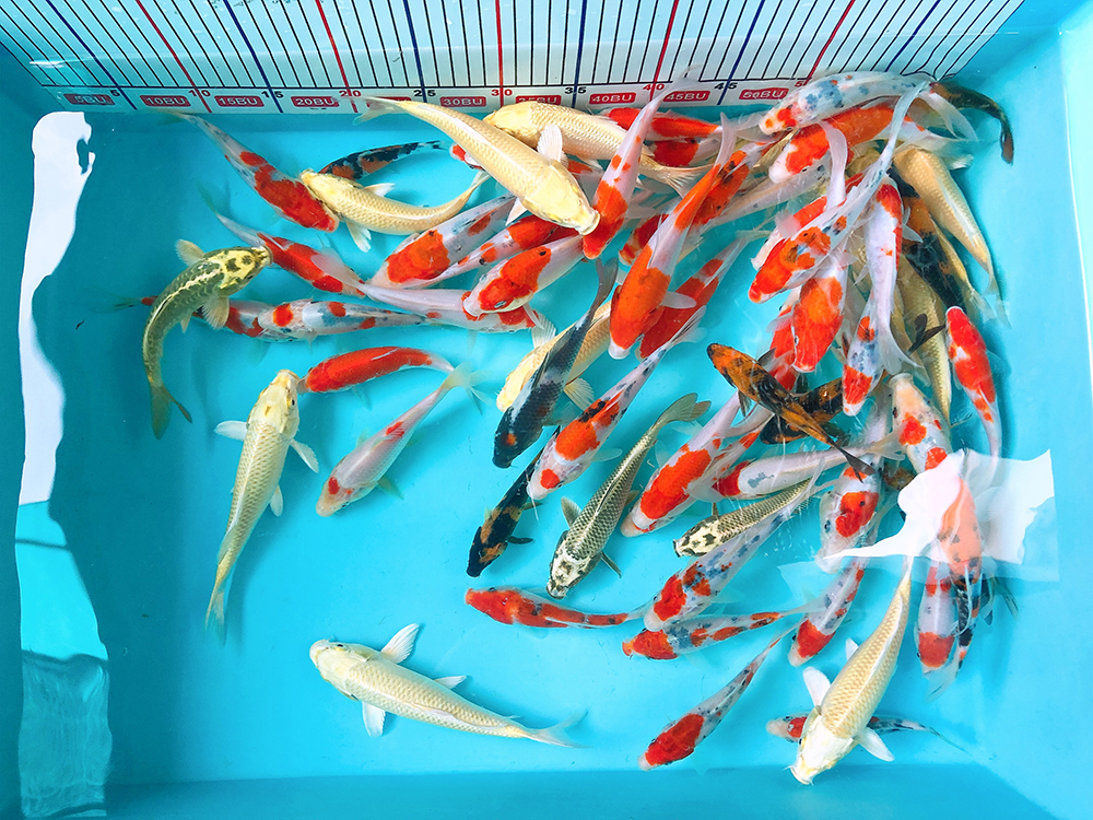 Cá koi F1 mini 10-15cm - Luna Koi Farm
