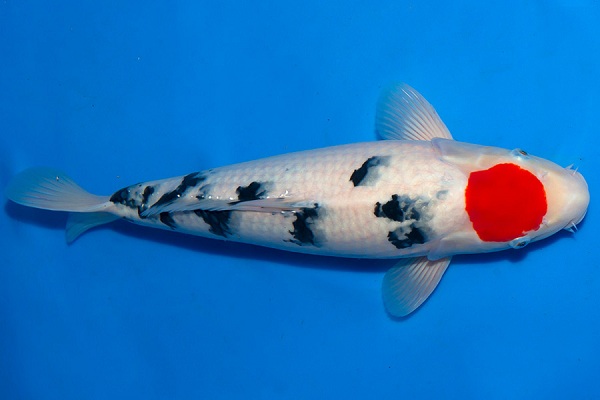 Cá koi Tancho | KanoKoi