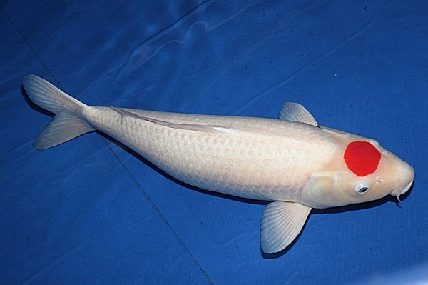Cá koi Tancho | KanoKoi