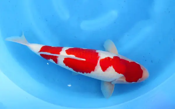 Cá Koi Tosai là gì? Cách chọn cá Koi Tosai đẹp - khỏe mạnh