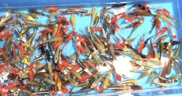 Cá Koi Mix Tosai trại Maruhiro tại Thái Hòa Koi Farm