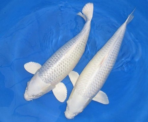 Cá Koi Trắng | Chau Tong Fish Farm
