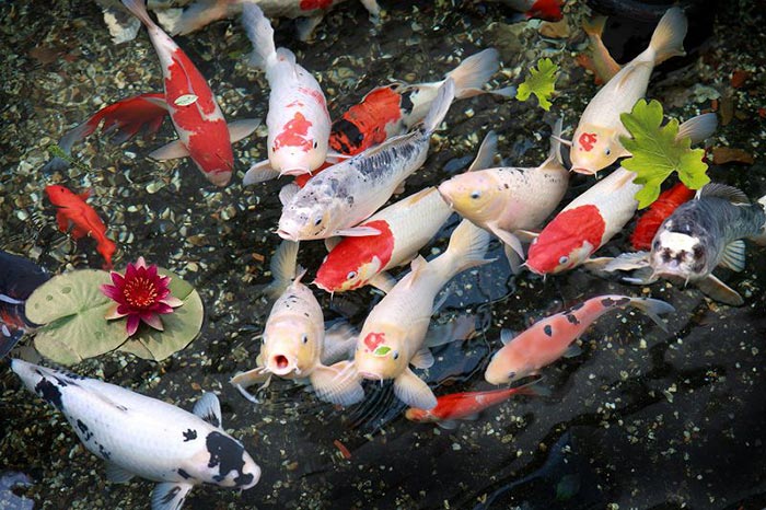 Cá Koi - Phân Loại, Giá Bán Và Cách Chọn Cá Koi Chuẩn Đẹp