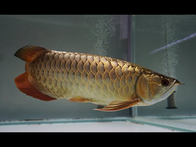 8 Beautiful High Back Golden Arowana Fish | Super Malaysian Gold Arowana -  YouTube