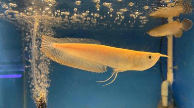Đặc điểm đặc trưng của cá rồng albino vàng - Vi Sinh Cá Cảnh Aquarium Care